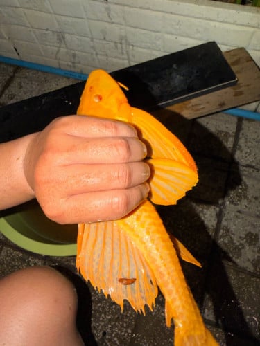 Albino sailfin pleco (red eye)