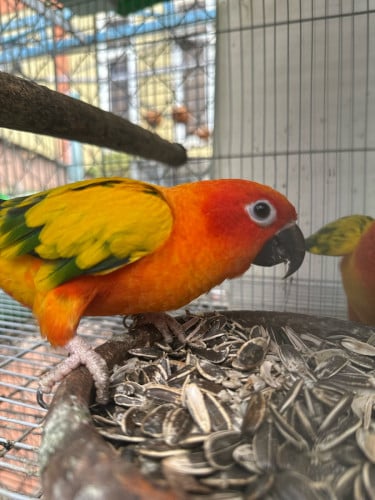Sun Conure