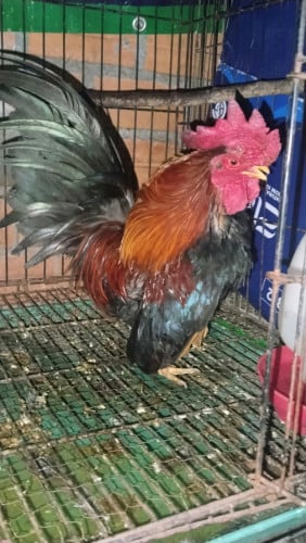 លក់មេបា មានតឿរាសី ១គូ