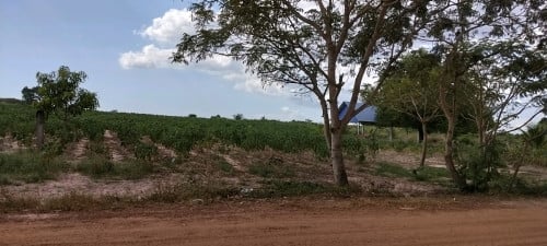 (2$/1m2) Land for Sale🚨ដីស្អាតលក់បន្ទាន់