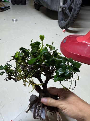 Bonsai Driftwood with real plant Anubias to put in aquarium