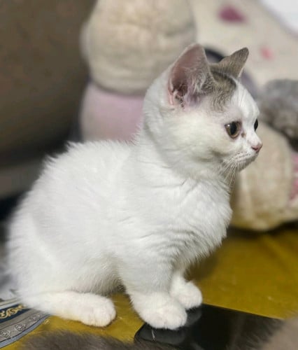 Munkchin cat