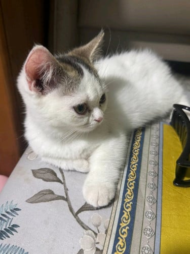 Munkchin cat
