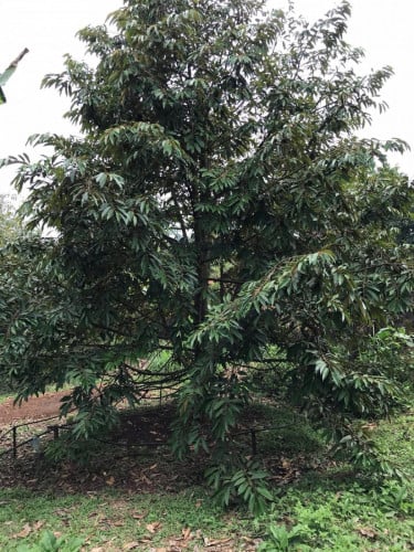 លក់ផ្ទះនឹងដី