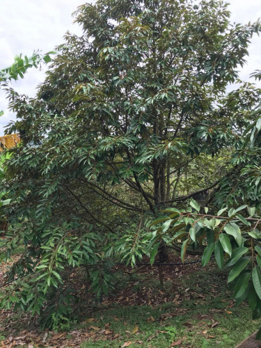 លក់ផ្ទះនឹងដី