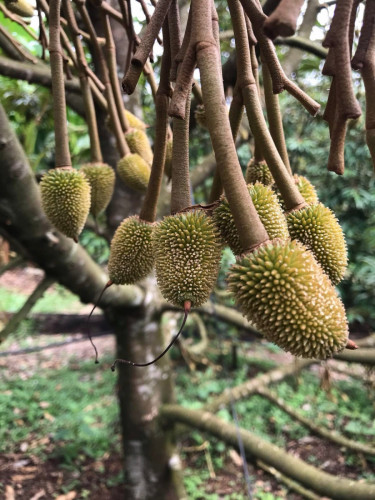 លក់ផ្ទះនឹងដី