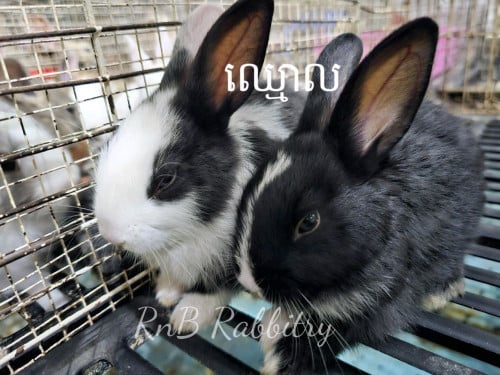 កូនទន្សាយពូជធម្មតា