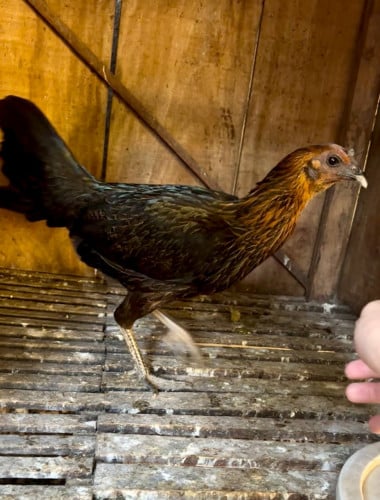 មេកូន1សារ​ លក់20ម៉ឺន ចចារ