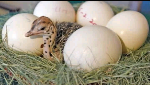 Fertile eggs and Ostrich chicks ✈️  Feathers available