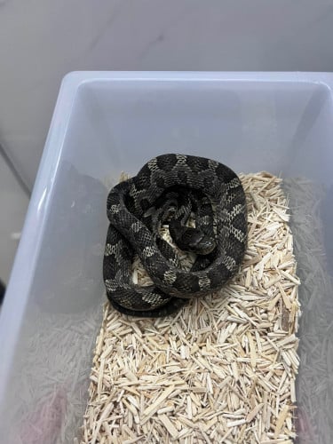 Male Gray Rat Snake almost 1 year old