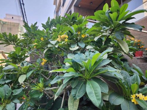 N668 | Serviced Apartment 1 Bedroom with Gym, Pool, Cleaning For Rent