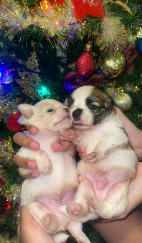 Pure Breed Shih Tzu Puppy (Male)