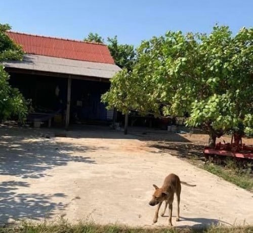 ដីចំការស្វាយចន្ទីដាក់លក់បន្ទាន់ (កំពង់ធំ)