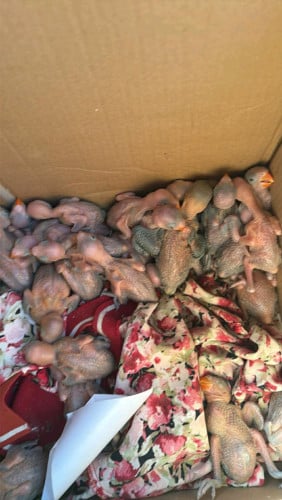 លកប្រភេទសេកចេះនិយាយ