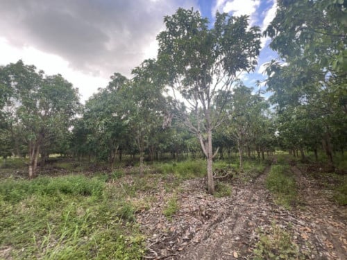 🏦Land Available for Urgent Sale at a Special Price (Negotiable).