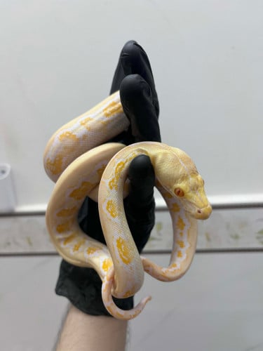Albino reticulated python 3-4months old