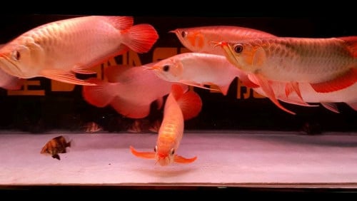 Arowana fish