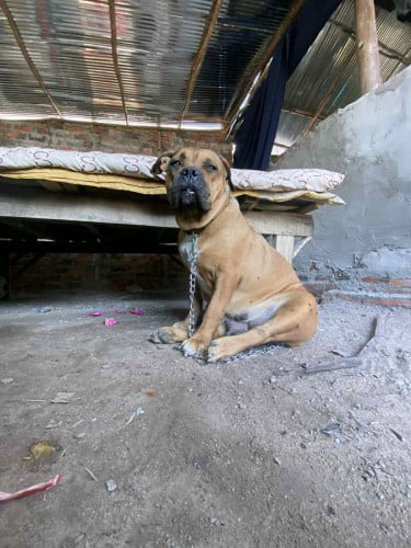 Boerboel កាត់ Pitbull សុទ្ធ 180$