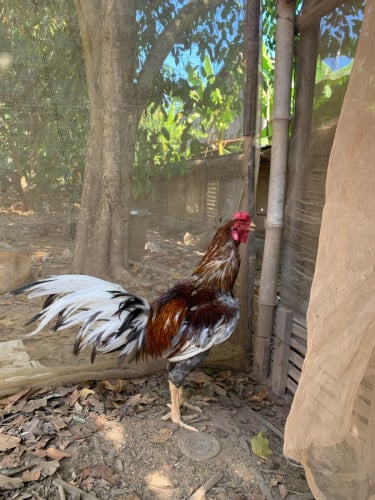 Kg30//kg31លក់55$😍😍012905433//0968950389😍😍