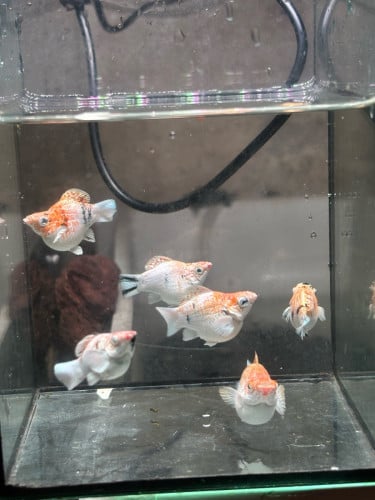 Red head ត្រីស្អាតស្អាតស្រឡាញ់អាចសួរតម្លៃបានបងបង