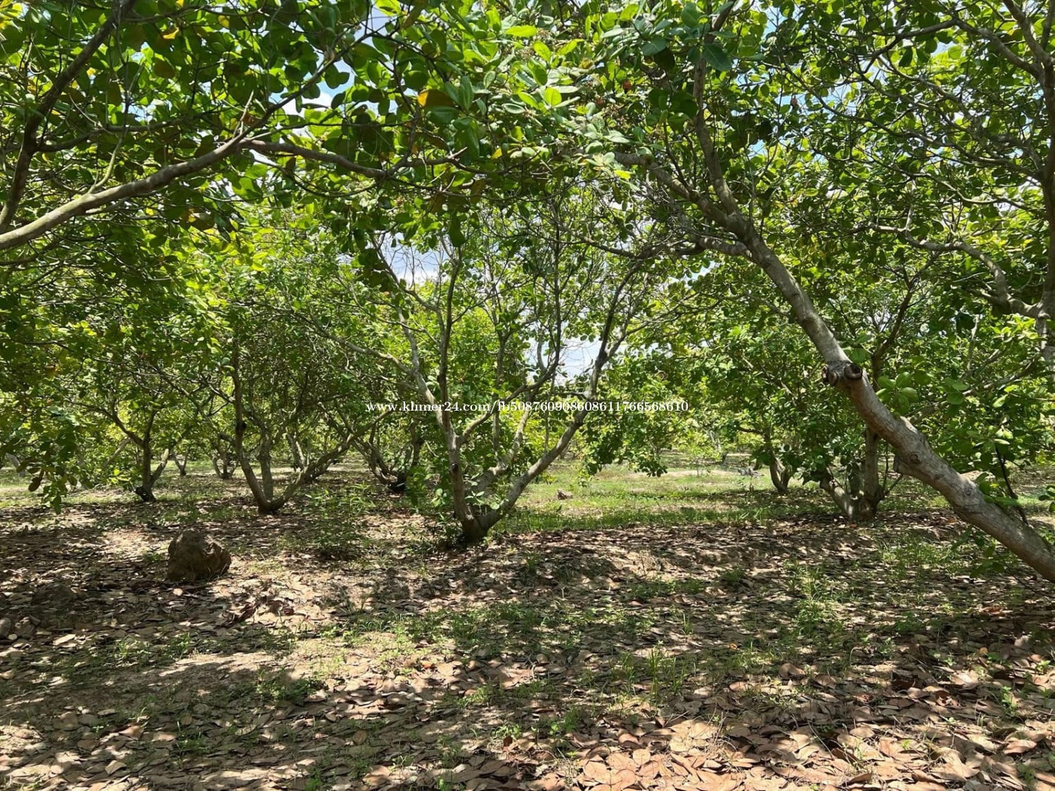 ចំការចន្ទីអាយុ8ឆ្នាំលក់បន្ទាន់!!