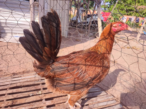 សួរស្ដីបងប្អូនទាំងអស់គ្នាដែលស្នែហាបក្សីកីឡា