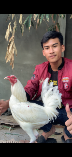 សួរស្ដីបងប្អូនដែលនិយមលេងបក្សីកីឡាទាំងអស់គ្នា សូមដាក់លក់ប្រម៉ូសិនពិសេស