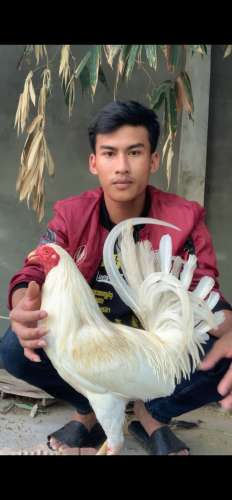 សួរស្ដីបងប្អូនដែលនិយមលេងបក្សីកីឡាទាំងអស់គ្នា សូមដាក់លក់ប្រម៉ូសិនពិសេស