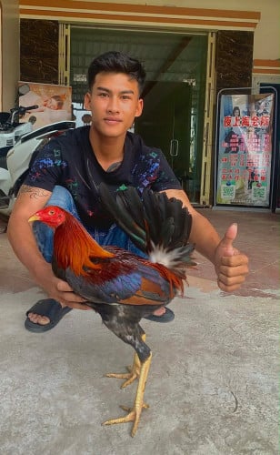 សួរស្ដីបងប្អូនដែលនិយមលេងបក្សីកីឡាទាំងអស់គ្នា សូមដាក់លក់ប្រម៉ូសិនពិសេស