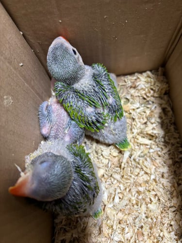 កូនសេកសកមួយ20$