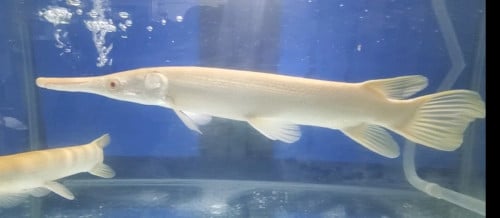 ត្រីក្រពើមាស 40cm