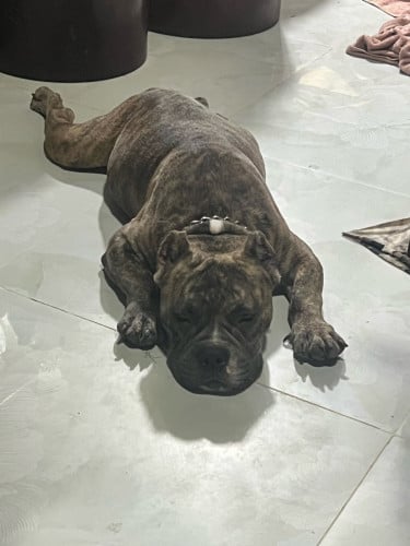 American bully pocket