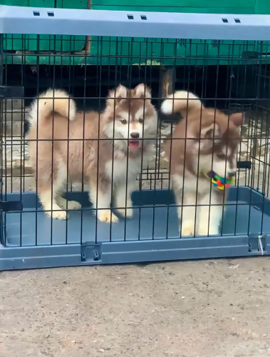 Husky oversized woolly coat
