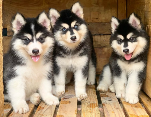 Husky oversized woolly coat