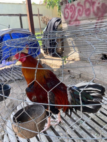 Kg 24 ទីតាំងភ្នំពេញ