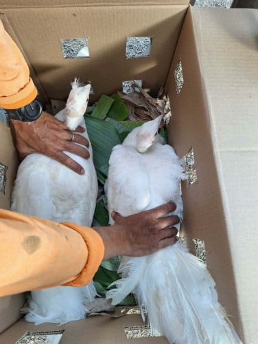 ក្ងោកសរសំរាប់លក់