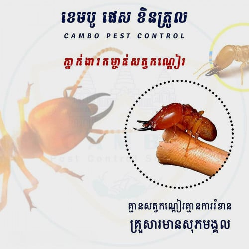 សេវាកម្មកំចាត់ សត្វល្អិត កណ្តៀរ / Pest Control Services
