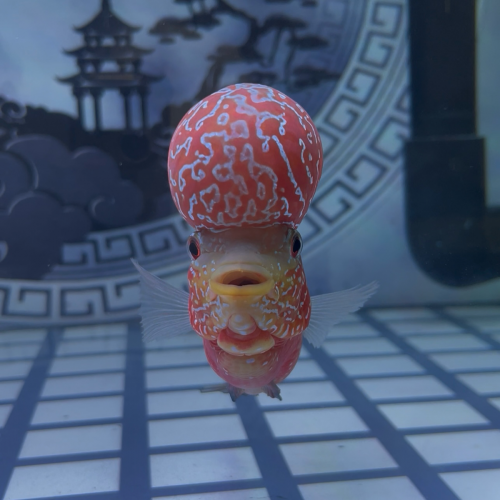 🚨ឡហាន 📢លក់ឡៃឡុង