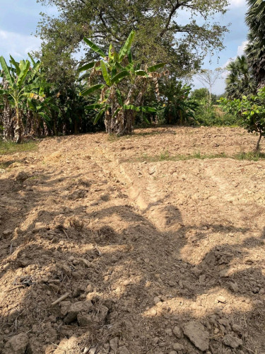 ដីលក់ក្រោមទីផ្សារ
