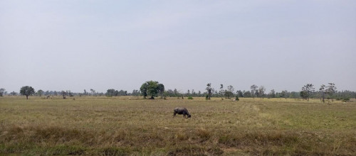 ដីត្រូវការលក់សម្រាប់ធ្វើស្រែចាំការនឹងធ្វើអាជីវកម្មផ្សេងដីទំហំធំ
