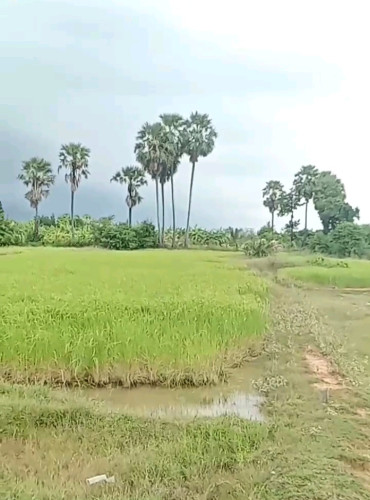 ដីស្រែលក់