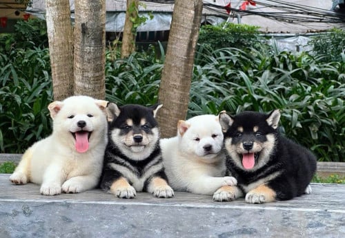 Shiba Inu ( Male and Female ) Pre Order 2 Days