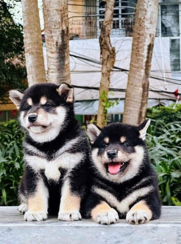 Shiba Inu ( Male and Female ) Pre Order 2 Days