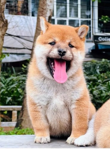 Shiba Inu ( Male and Female ) Pre Order 2 Days