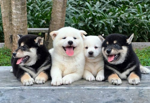 Shiba Inu ( Male and Female ) Pre Order 2 Days