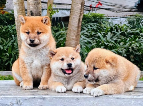 Shiba Inu ( Male and Female ) Pre Order 2 Days