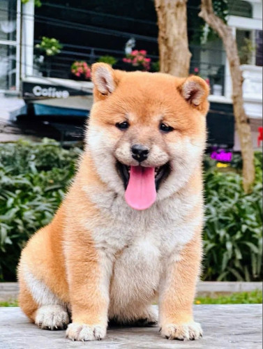 Shiba Inu ( Male and Female ) Pre Order 2 Days