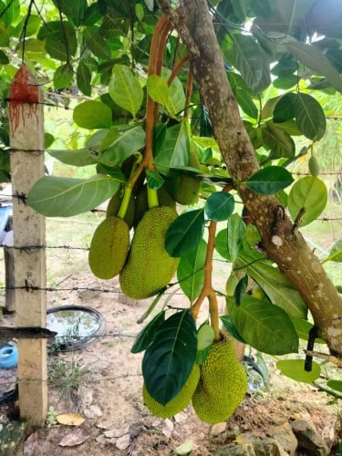 ​ដីលកបន្ទាន់តម្លៃថោកជាងទីផ្សារ