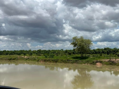 ដីសំរាប់លក់ មានដំណាំបានផលស្រាប់