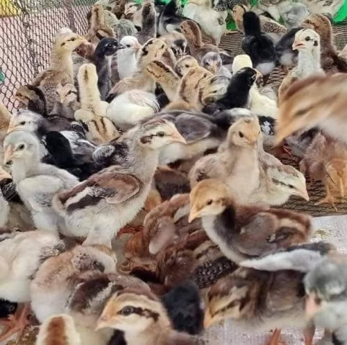 មានលក់កូនមាន់គ្រប់ប្រភេទ